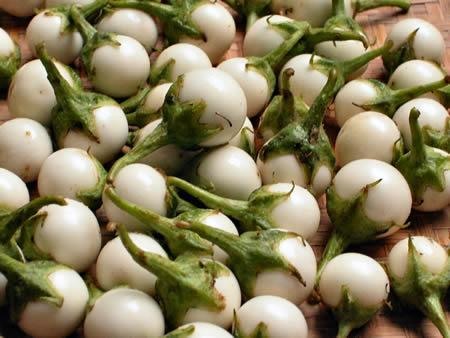 quả cà pháo quả cà pháo