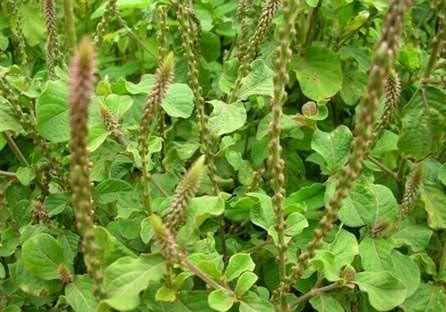cây cỏ xước cây cỏ xước
