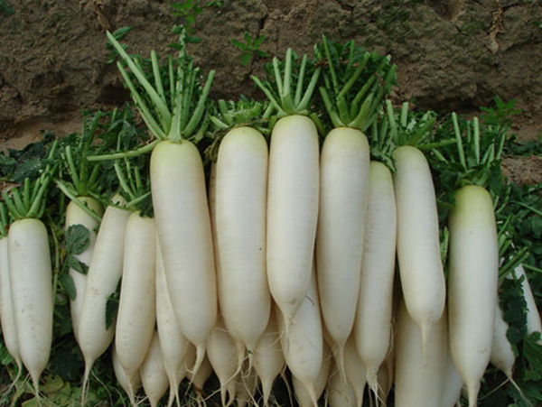 rau cải củ rau cải củ