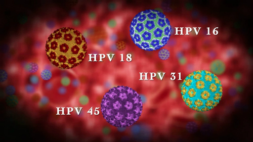 các chủng virus hpv các chủng virus hpv