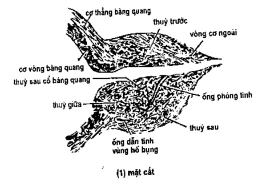 tuyến tiền liệt tuyến tiền liệt