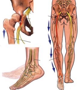 dây thần kinh tọa dây thần kinh tọa