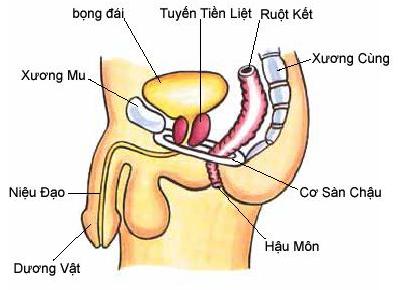 tuyến tiền liệt tuyến tiền liệt
