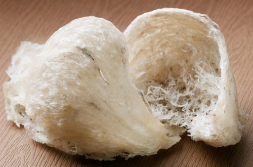 tổ yến thô tổ yến thô